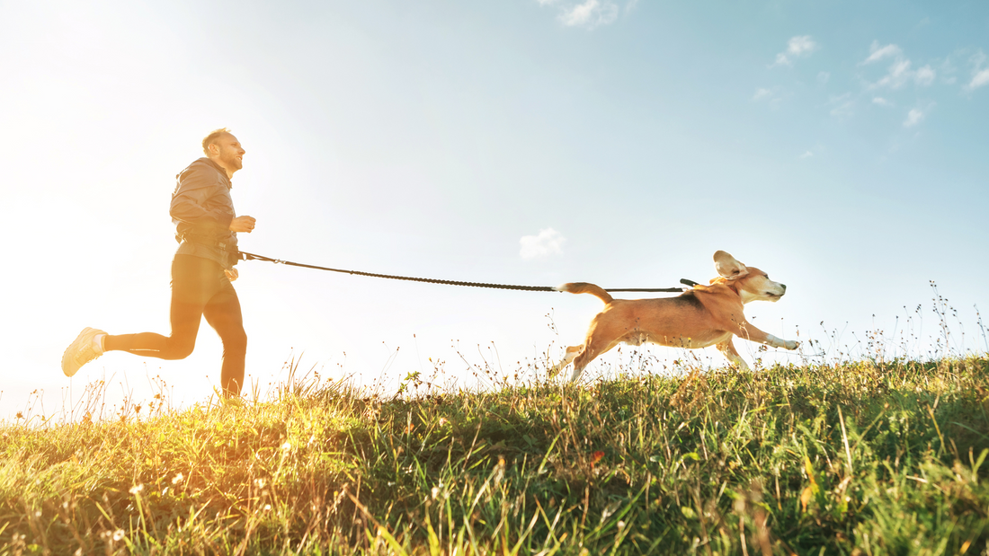 How to Prepare Your Pet for Outdoor Adventures