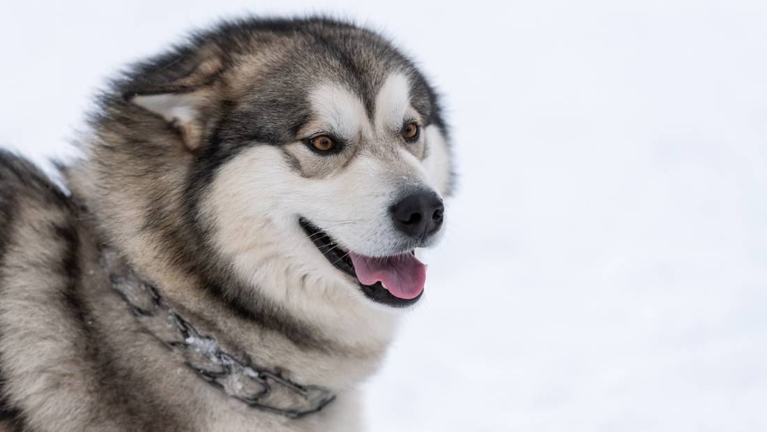 The Safety Benefits of Chain Leashes for Large Dogs