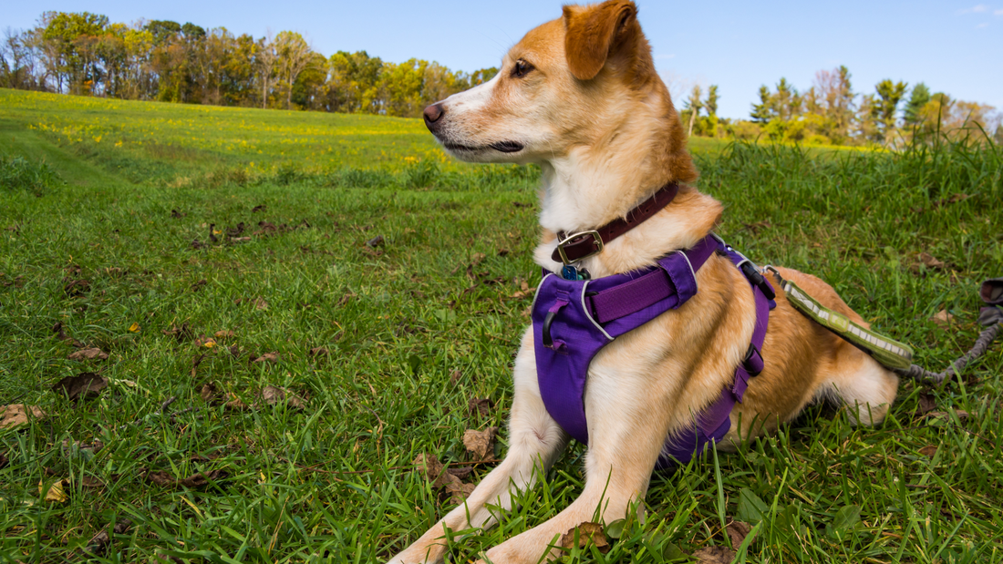 Why Every Adventurous Dog Needs a Cool Dog Harness