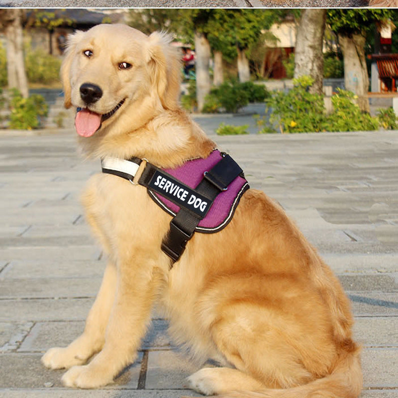 Labrador dog harness leash