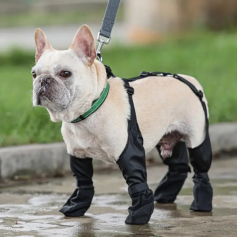 Waterproof Adventure Dog Pants – For All-Weather Protection!